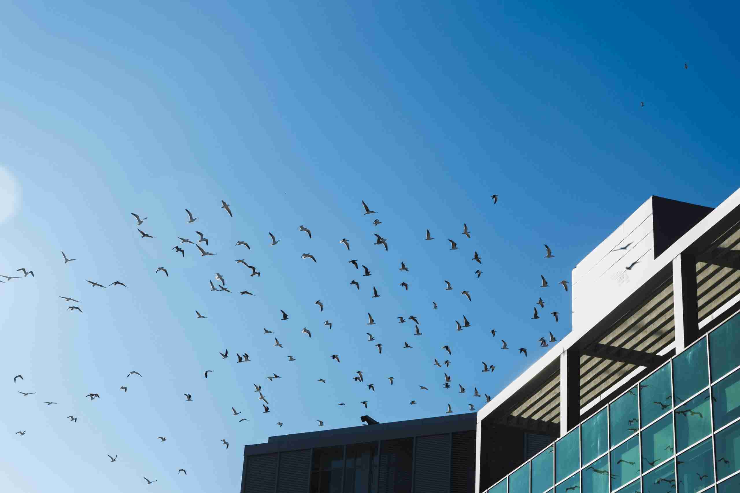 Is Your Property a Pigeon Magnet